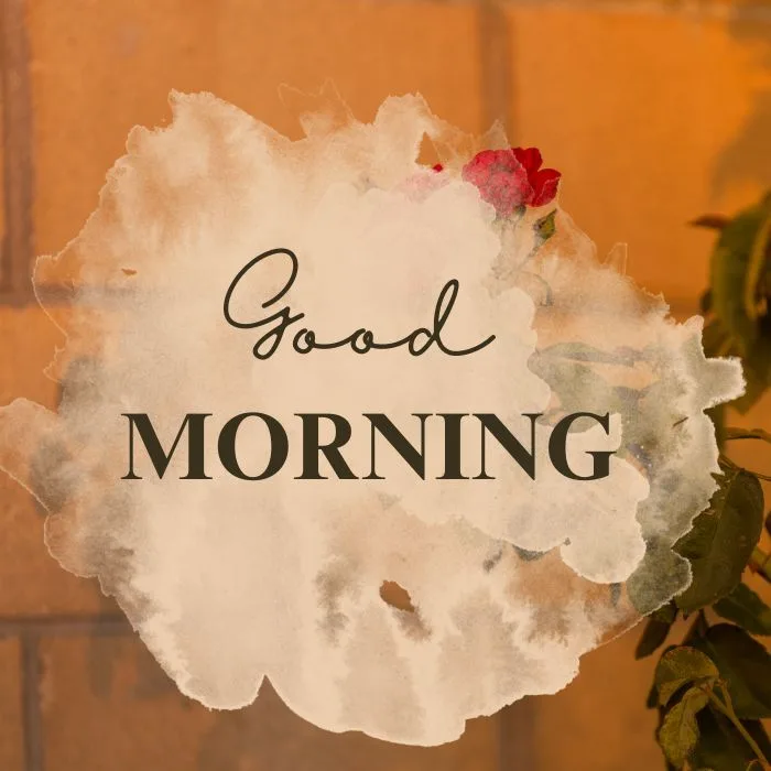 Love Good Morning Rose