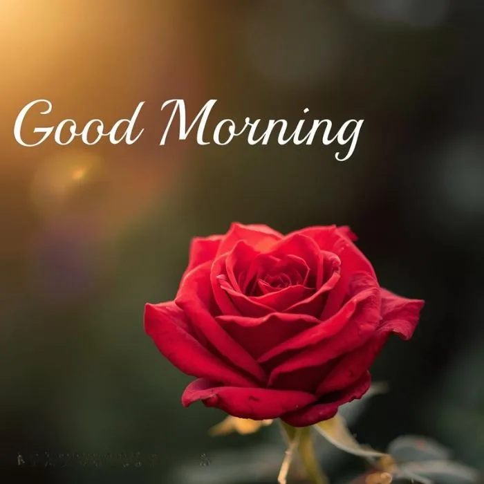 Romantic Good Morning Rose