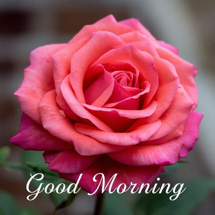 Rose HD Good Morning Image